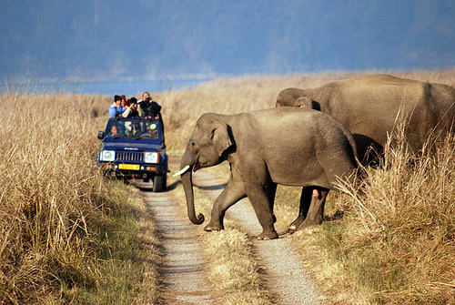 wildlife